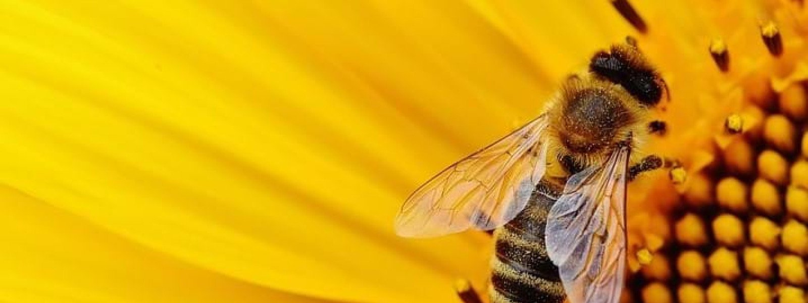 CBC - L'abeille murmure à ton oreille 